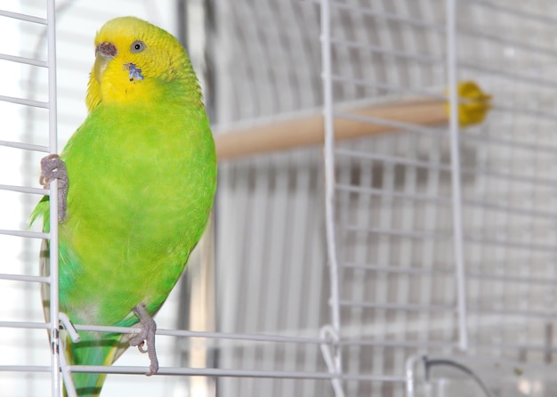 One green budgerigar with yellow and green feathers close up sits on the cage door