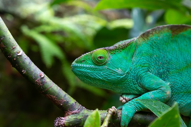 One green chameleon on a branch in close-up