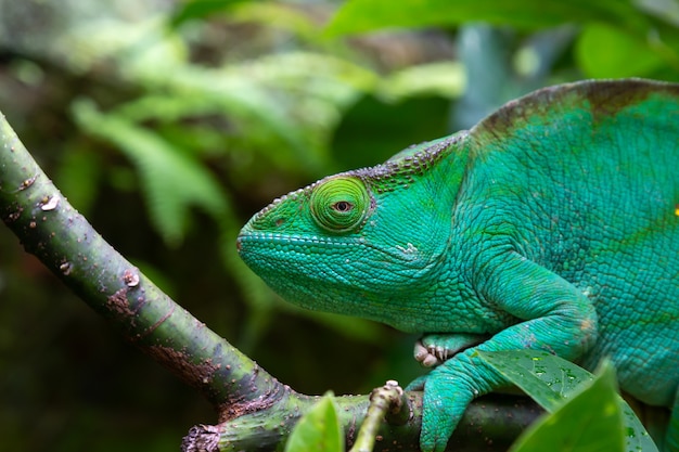 One green chameleon on a branch in close-up