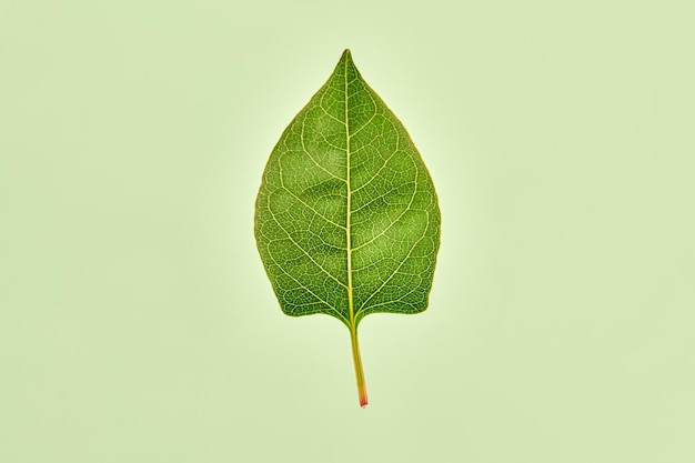 Один зеленый лист рейнотрии на светло-зеленом фоне подробный макрос листа рейнотрии японской