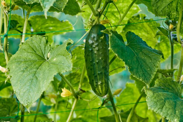 葉の中でブッシュの1つの緑熟したキュウリ