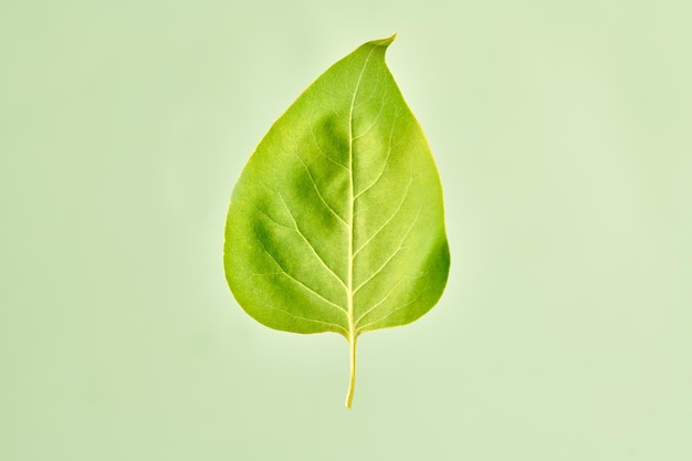 One green syringa tree leaf on light green background detailed macro close up photo of liliac leaf