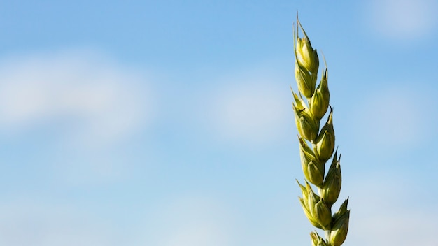 Фото Один зеленый год пшеницы на фоне голубого облачного неба. естественный фон. концепция земледелия. место для вашего текста.