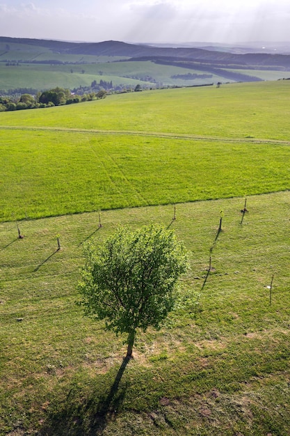 One gronw fruit tree surrounded by younger small trees in\
beautiful green orchard sunny summer day healthy lifestyle new year\
resolution concept