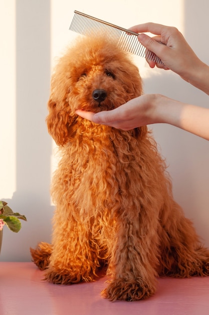 한 손에는 작은 강아지의 주둥이, 즉 적갈색의 미니어처 푸들, 다른 한 손은 그의 머리 위에 쇠 빗을 들고 있습니다. 동물 미용의 개념입니다.