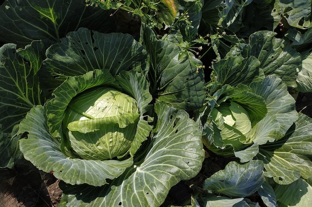 One head of large green cabbage in the garden growing vegetables