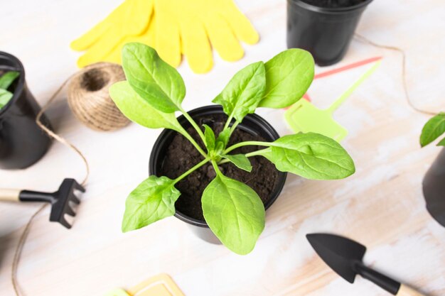 One healthy spinach seedling closeup in a pot on a wooden table growing organic food