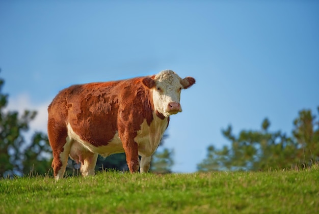 One hereford cow standing alone on farm pasture One hairy animal isolated against green grass on remote farmland and agriculture estate Raising live cattle grass fed diary farming industry