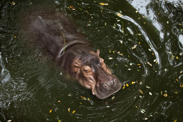 Один бегемот плавает в воде