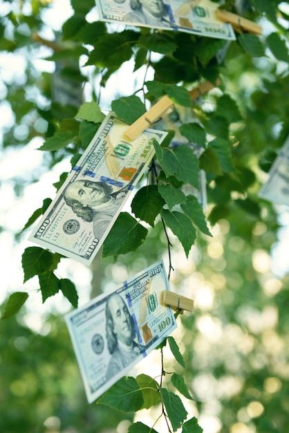 One hundred dollars bills on the tree outdoors