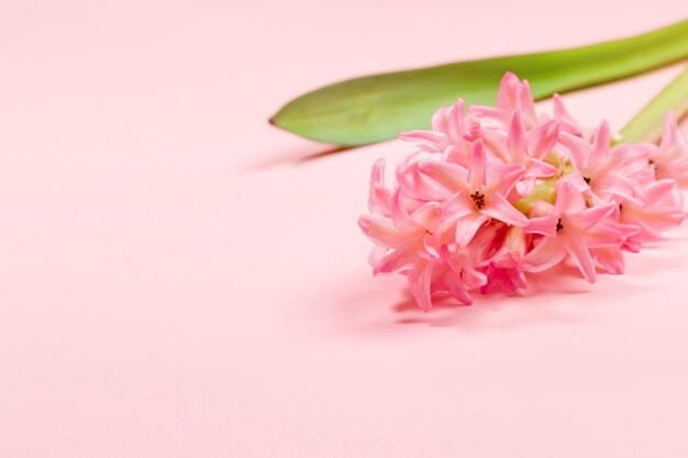 파스텔 핑크에 한 히아신스 꽃을 닫습니다.