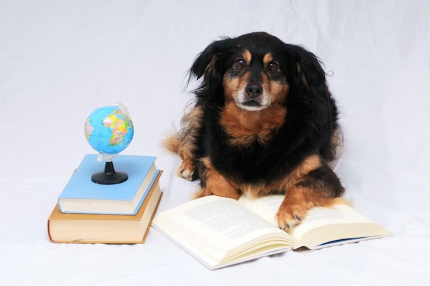 One intelligent Black Dog Reading a Book on a White Background