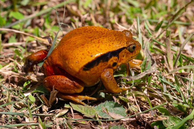 Una grande rana arancione è seduta sull'erba