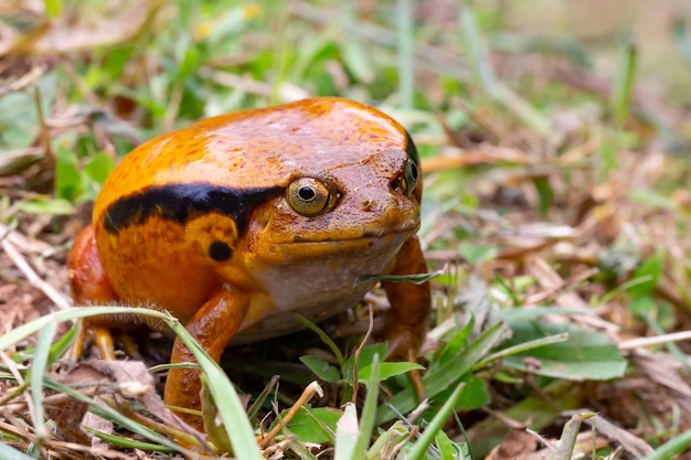 1匹の大きなオレンジ色のカエルが草の中に座っています