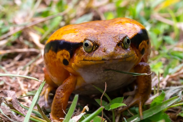 1匹の大きなオレンジ色のカエルが草の中に座っています