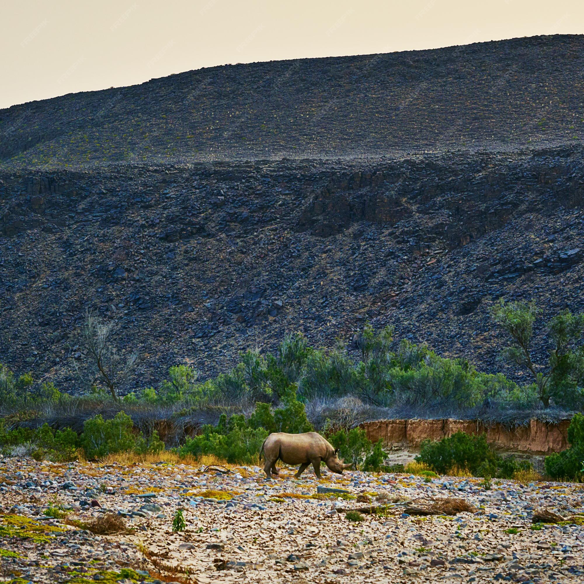 Premium Photo | One of the last of its kind shot of a rhino in its natural habitat Premium Photo | One of the last of its kind shot of a rhino in its natural habitat