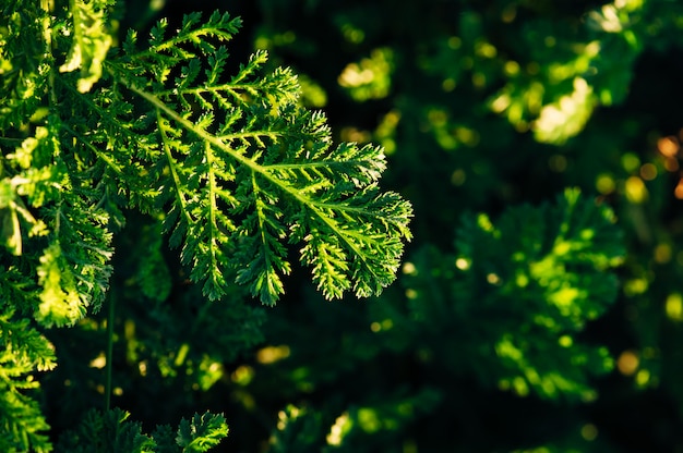 Una foglia di tanaceto su uno sfondo di erba verde in una serata di sole.