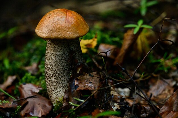 One Leccinum mushroom growing in the forest Young autumn red mushroom