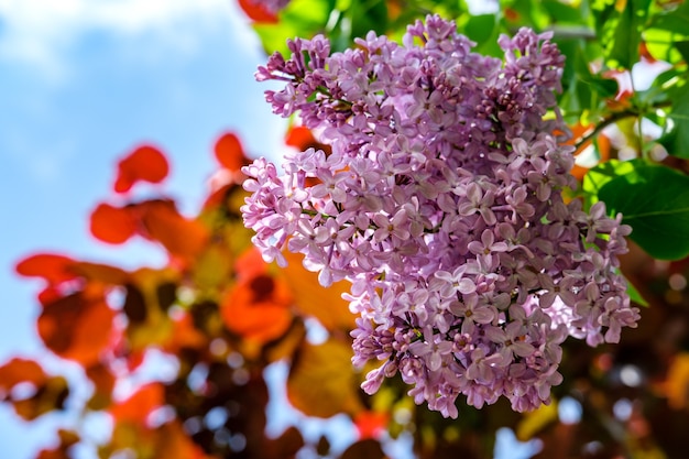 空と茂みの赤い葉の背景に1つのライラックの花のクローズアップ。