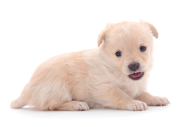 1匹の小さな子犬