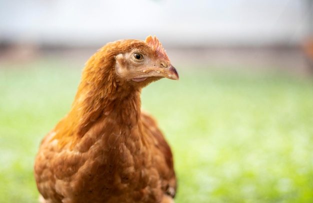 庭にいる小さな赤い鶏が、食べる食べ物を探しています。農業産業繁殖鶏