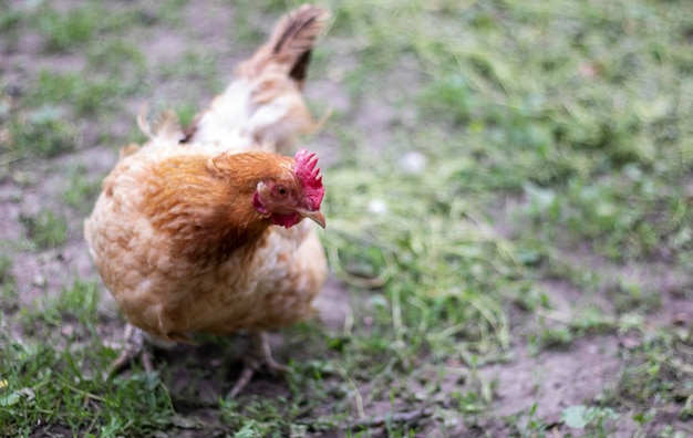 One little red chicken in the yard is looking for food to eat Agricultural industry Breeding chicken