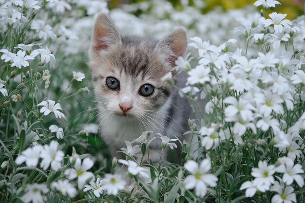 One little tricolor kitten walks and poses in garden among stunted plant