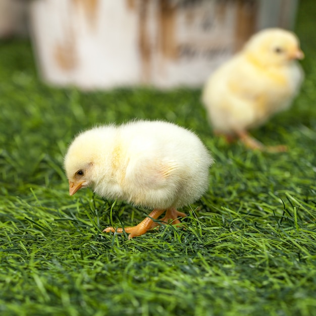 One little yellow chick walking on the lawn.