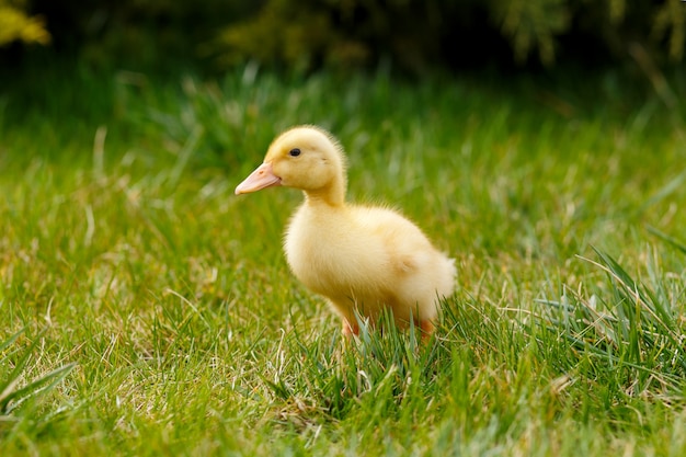 One little yellow duckling on green grass,