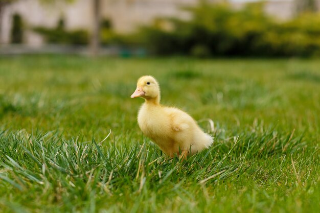 One little yellow duckling on green grass.