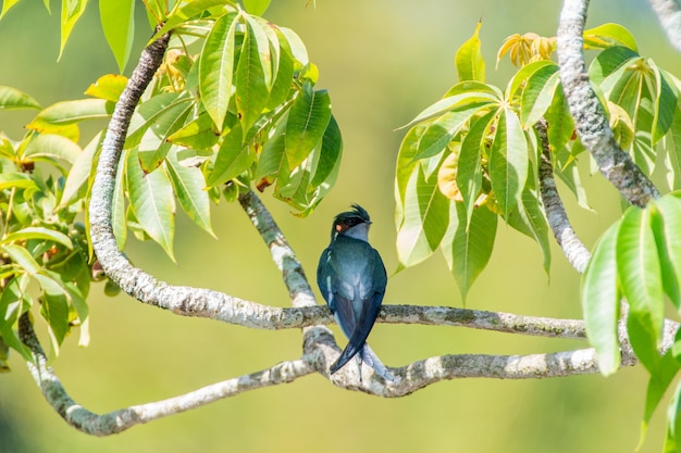 한 마리의 사랑스러운 암컷 Grayrumped Treeswift 앉고 쉬고 있습니다