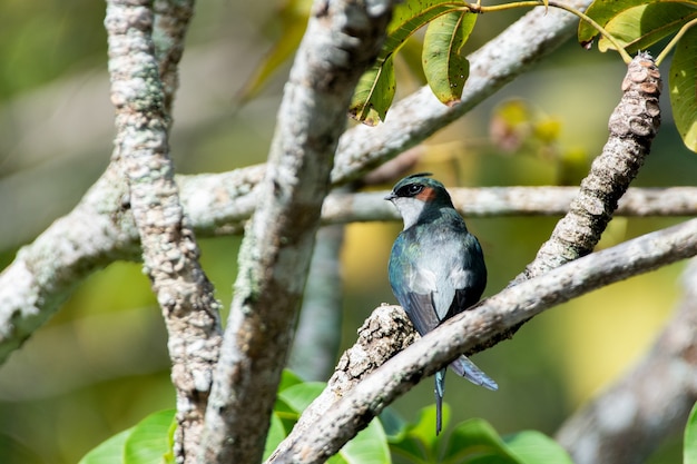 사진 한 마리의 사랑스러운 수컷 grayrumped treeswift 앉고 쉬고 있습니다