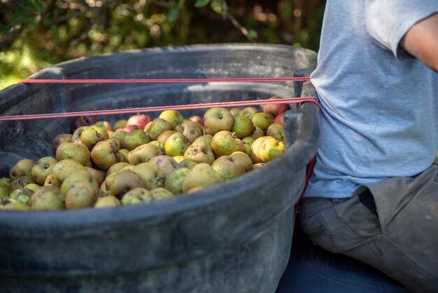Foto un uomo trasporta un secchio di mele appena raccolte nel frutteto
