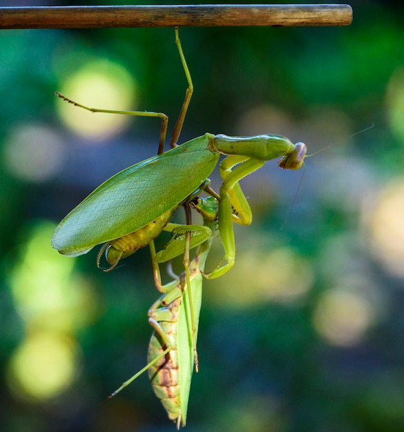 One mantis keeps a hanging other insect from a branch