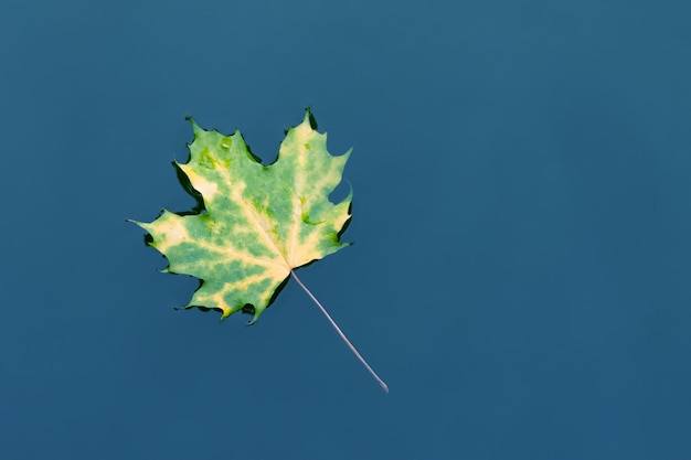 Foto una foglia d'acero