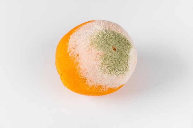 One moldy orange isolated on white background.