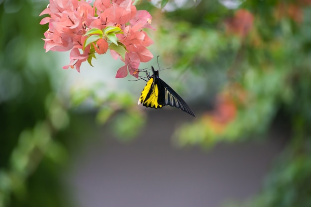 蜜を飲む黄色とオレンジ色のブーゲンビリアの花にとまる1匹のモナーク蝶。
