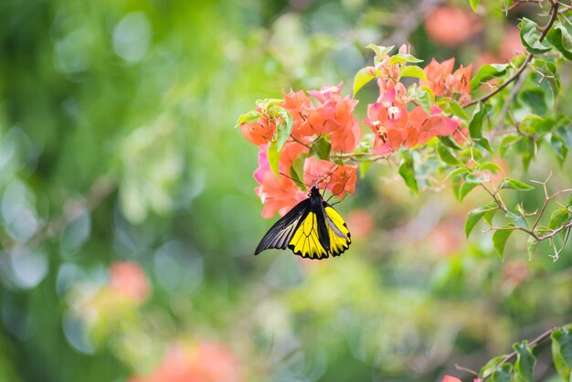 한 모나크 나비 꿀을 마시는 노란색과 주황색 부겐빌레아 꽃에 자리 잡고 있습니다.