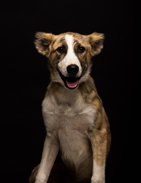 黒の背景に雑種犬1匹。スタジオショット