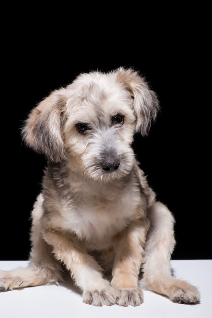 One mongrel dog puppy on a black background. studio shot