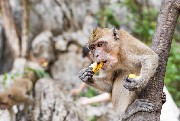 Una scimmia mangia la banana