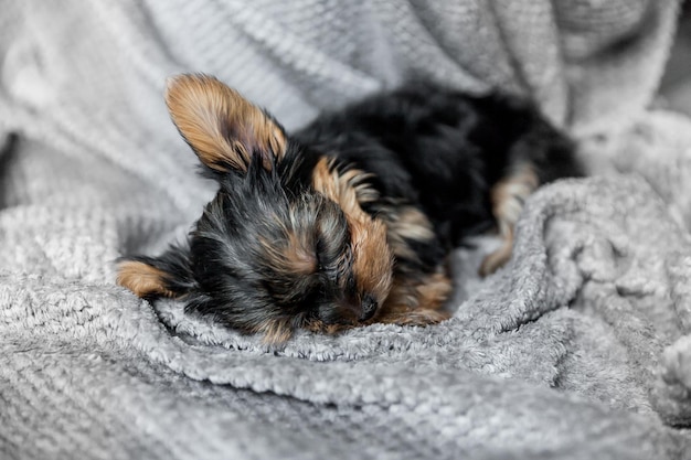 Foto cucciolo di yorkshire terrier di un mese che dorme su sfondo grigio all'interno