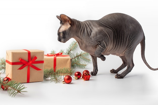 One naked cat around Elf Cat and Canadian Sphinx Christmas New Year present. Boxing Day  copyspace. Christmas card , .