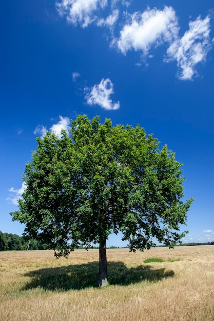 One oak tree growing in a field