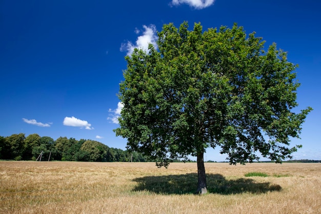 One oak tree growing in a field