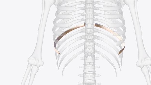 写真 人間の肋骨を形成する骨の1つ 8番目の肋骨