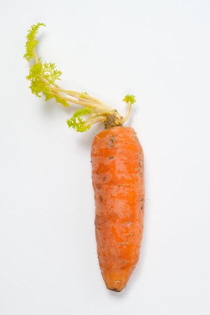 One old sprouted carrot with regrown green foliage