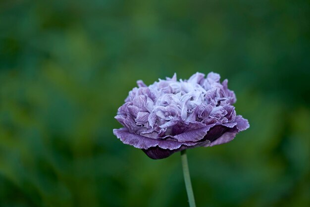 ぼやけた背景に対して庭で成長している1つのケシ紫色の花美しいpapaversomniferum顕花植物のクローズアップは、離れた自然環境で屋外に咲き、開花します