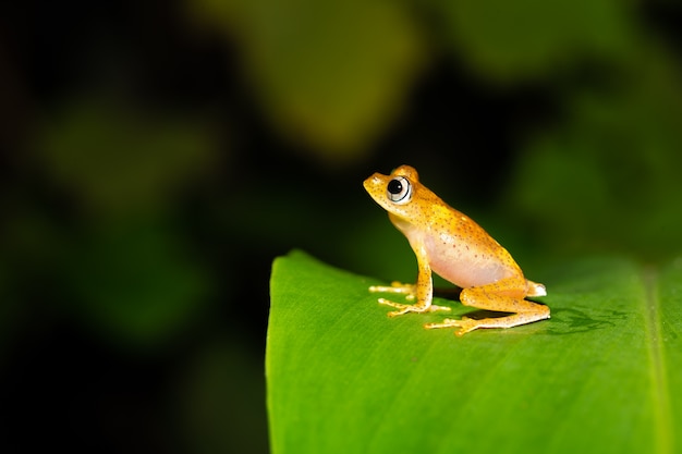 マダガスカルの緑の葉にオレンジ色の小さなカエル1匹