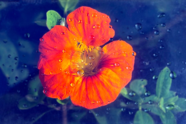 One orange nasturtium flower under glass with water drops. Abstract nature background. Floral pattern. Flat lay composition for cover disign. Copy space, retro